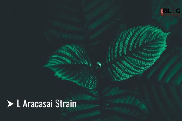 L Aracasai Strain